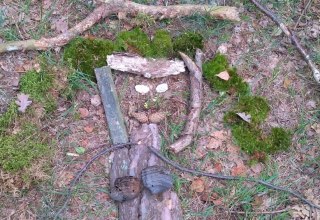 Kreatywny obraz lasu, &copy; Sabine G&ouml;rmar