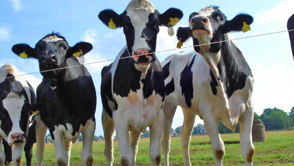 1000 ciężko pracujących kr&oacute;w mlecznych produkuje do dziesięciu milion&oacute;w kilogram&oacute;w mleka rocznie // &copy; AGP L&uuml;besse