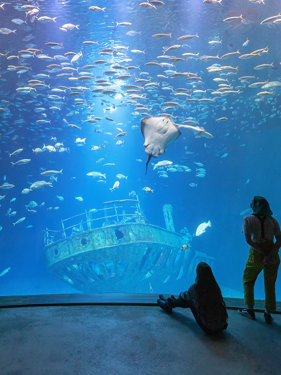 In het grootste aquarium "Open Atlantic" zwemmen scholen makrelen, verpleegsterhaaien, hondshaaien en verschillende soorten roggen boven de replica van een elf meter lang scheepswrak.