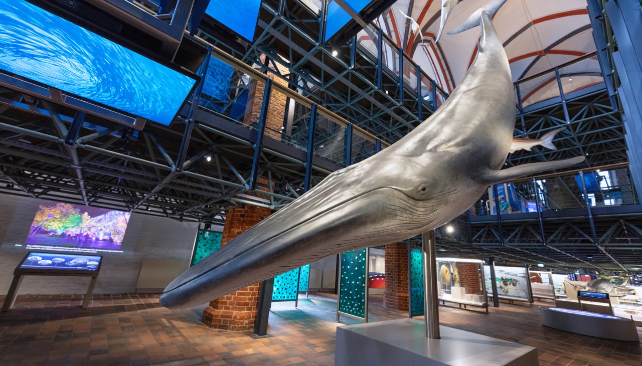 In the west portal of the church hall, guests are greeted by an impressive multimedia production of a hunt for a shoal of sardines., © Anke Neumeister/Deutsches Meeresmuseum