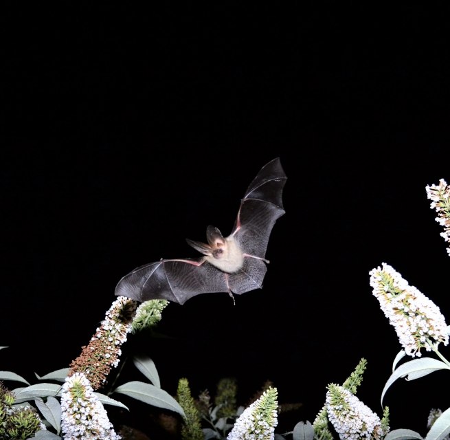 Brown long-eared bat hunting, &copy; C