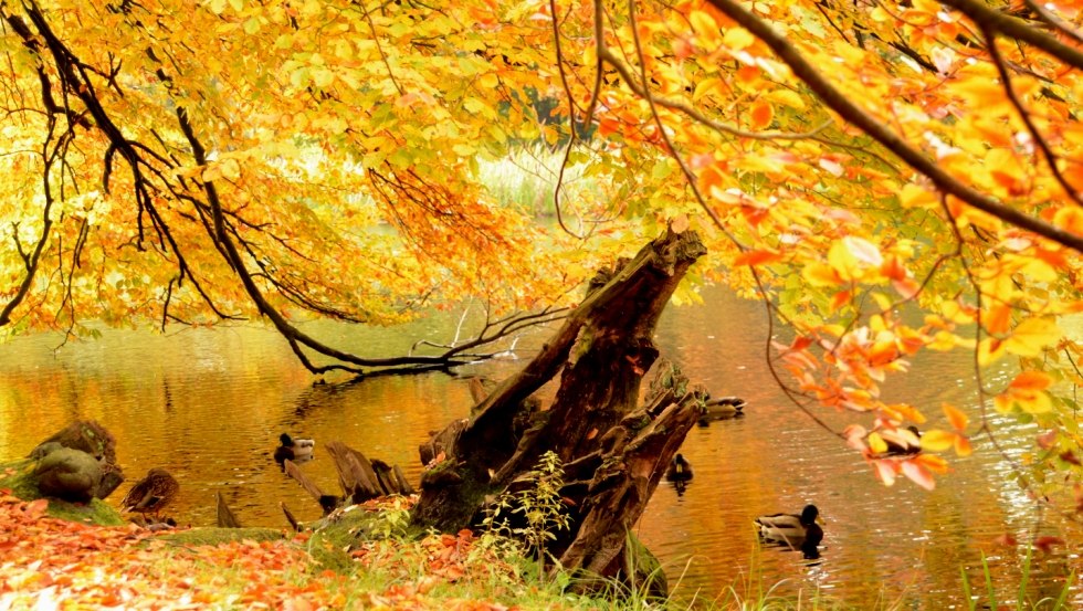 Herfst Ludwigslust Kasteelpark Eenden, © Tourismusverband Mecklenburg-Schwerin