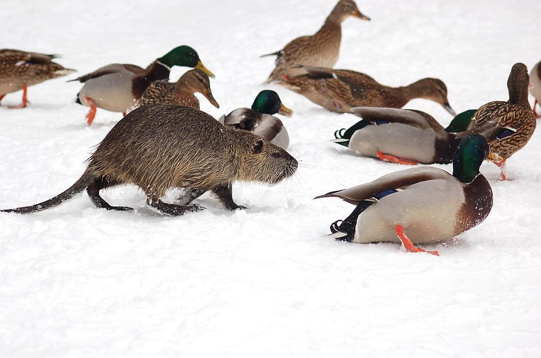 Nutria między krzyżówkami // © W. Stürzbecher Nutria między krzyżówkami // © W. Stürzbecher