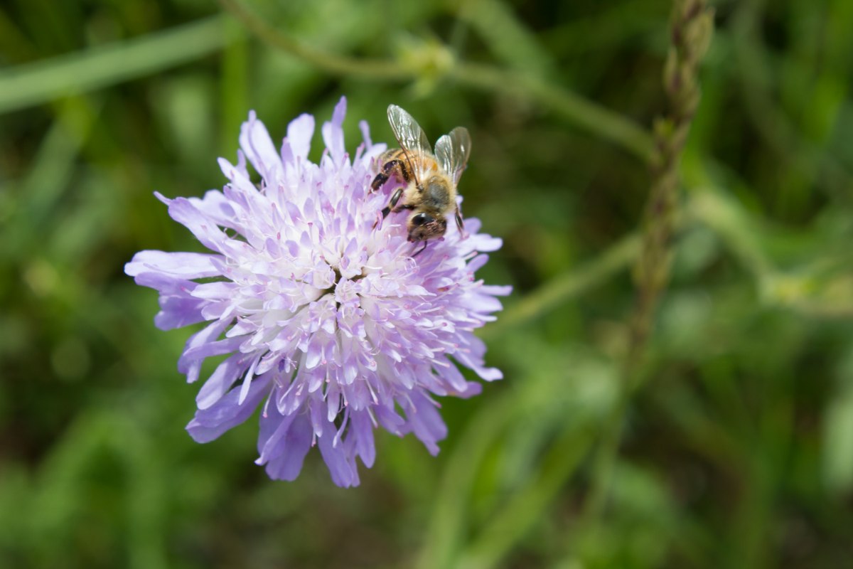Szum i brzęczenie wszędzie w ogrodzie Wildkr&auml;uterhof Winkelkraut, &copy; Wildkr&auml;uterhof Winkelkraut / Antje Conrad