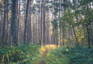 © Kurverwaltung Ostseebad Baabe © Kurverwaltung Ostseebad Baabe