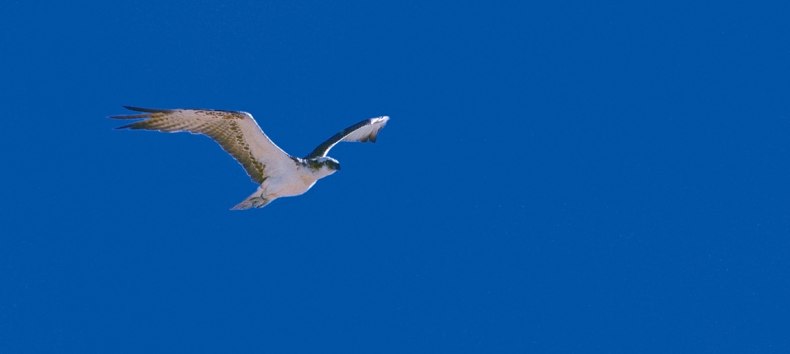 Fischadler // &copy; Bruno Dittrich, NNL e. V.