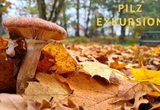 Paddenstoelen excursie // © Informationsamt Breege-Juliusruh Paddenstoelen excursie // © Informationsamt Breege-Juliusruh