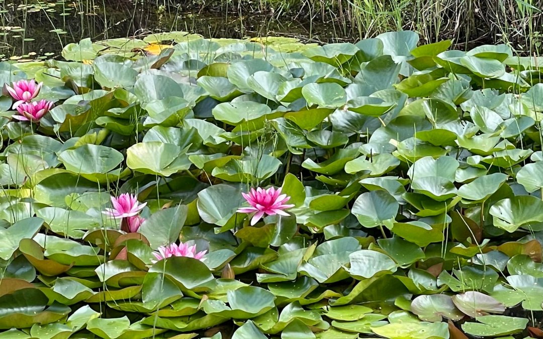 Lilia wodna, © TZ Südliche Boddenküste Lilia wodna, © TZ Südliche Boddenküste