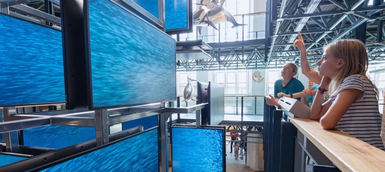 Ein medial inszenierter Sardinenschwarm ist Teil der Eingangsinstallation im MEERESMUSEUM, die von drei Stockwerken aus erlebbar ist // &copy; Anke Neumeister/Deutsches Meeresmuseum