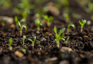 small sprouts grow from dark brown topsoil // © Unterstützung durch KI small sprouts grow from dark brown topsoil // © Unterstützung durch KI
