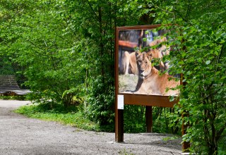 Foto-Ausstellung "Respekt, Mitgefühl und Verständnis" in der Waldgalerie im BÄRENWALD Müritz // © BÄRENWALD Müritz | Manuela Klier Foto-Ausstellung "Respekt, Mitgefühl und Verständnis" in der Waldgalerie im BÄRENWALD Müritz // © BÄRENWALD Müritz | Manuela Klier