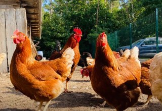 Tyrannosaurus - Chicken // © Martha Bende Tyrannosaurus - Chicken // © Martha Bende