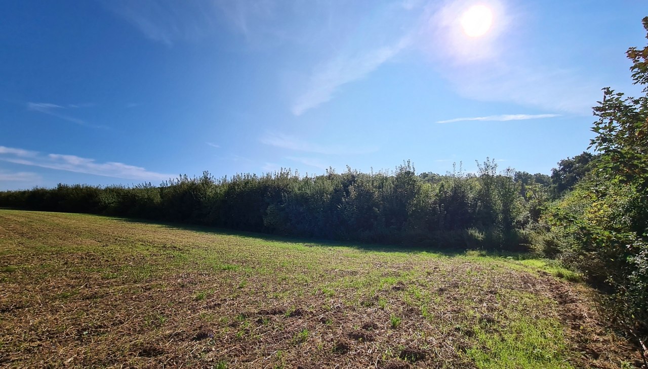 Klimatyczny las Seefelder Holz, © Landesforst MV Klimatyczny las Seefelder Holz, © Landesforst MV