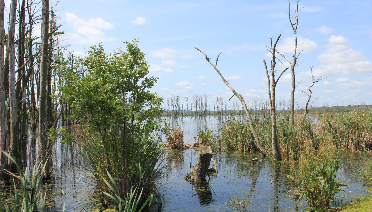 Grote hars, © M. Kiauka