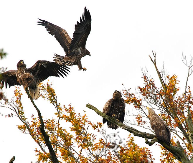 © www.naturfotografie-roman-vitt.de