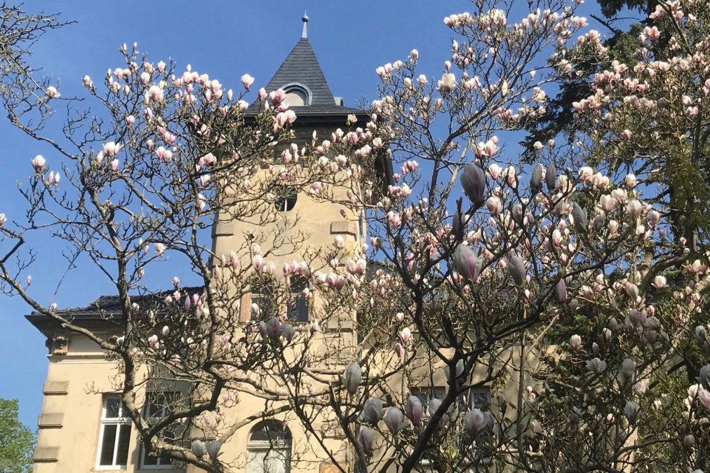 Schloss Hohenbrünzow Zuid: de magnolia ontvouwt haar bloeiende pracht ..., © Gernot Pohl 2019