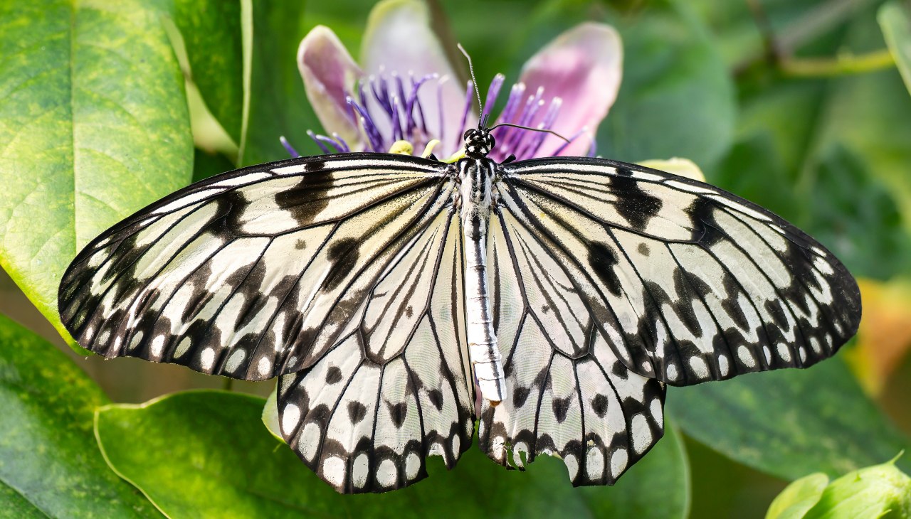 White tree nymph, &copy; Schmetterlingswelt Kl&uuml;tz