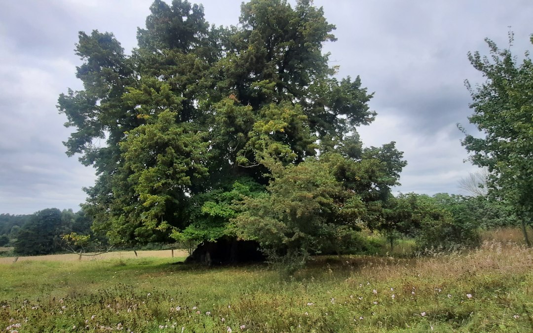 Stara lipa, © Waren (Müritz)-Information