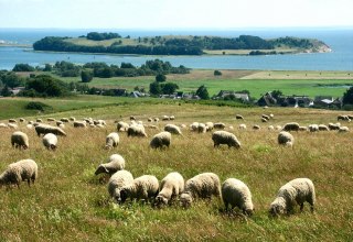 Widok z Bakenberg na wyspę Vilm // © Tourismuszentrale Rügen Widok z Bakenberg na wyspę Vilm // © Tourismuszentrale Rügen