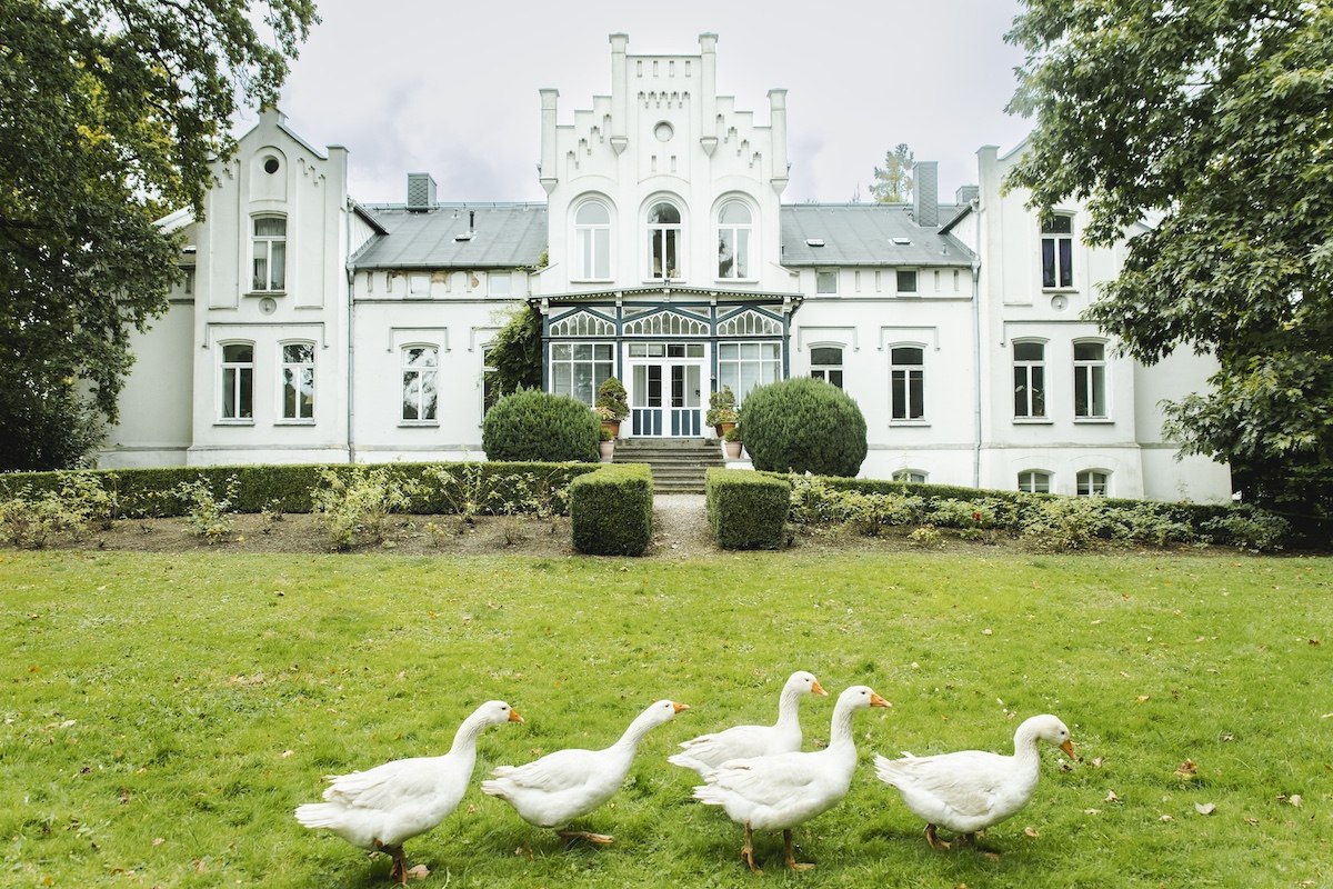 Ganzen in het park van Kasteel Kaeselow // &copy; vollvincent