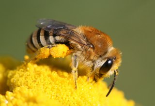 © Colletes sp - Hans Juergen Sessner