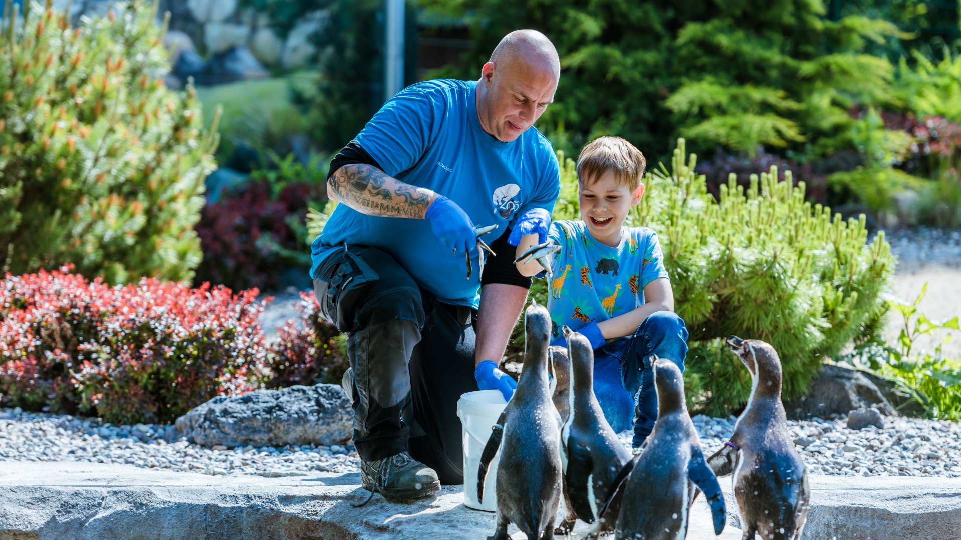 Een dierenverzorger en een kind voeren de pinguïns in het verblijf in de dierentuin van Rostock.