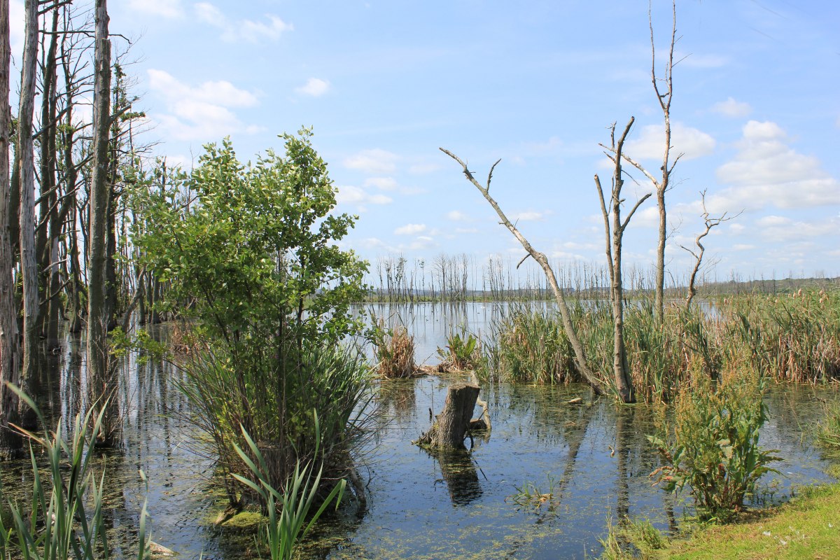 Grote hars, © M. Kiauka Grote hars, © M. Kiauka