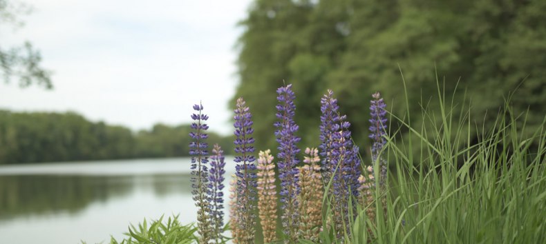 &copy; P. Sensenhauser