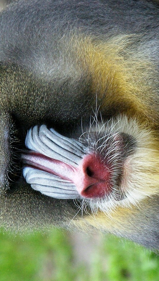 Mandrill in Ueckermünde Zoo, © Tierpark Ueckermünde