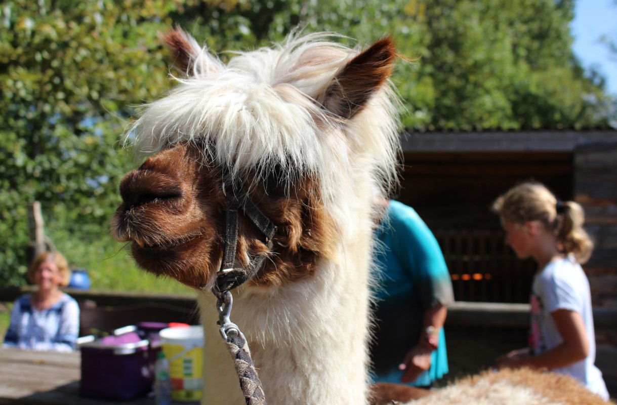 Hiking with alpacas through the Diedrichshagen seaside resort and the Stoltera coastal forest // &copy; TZRW