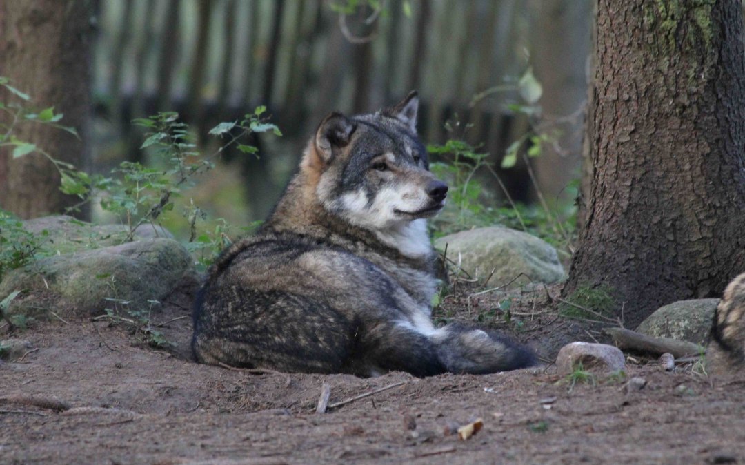 Wolf in de roofdierflat van het Wildpark-MV, © Wildpark-MV