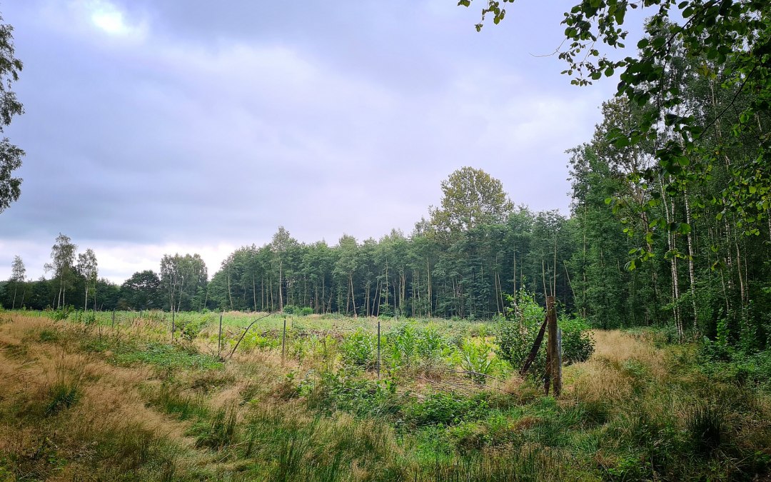 Klimaatbos Sehlen, © Landesforst MV