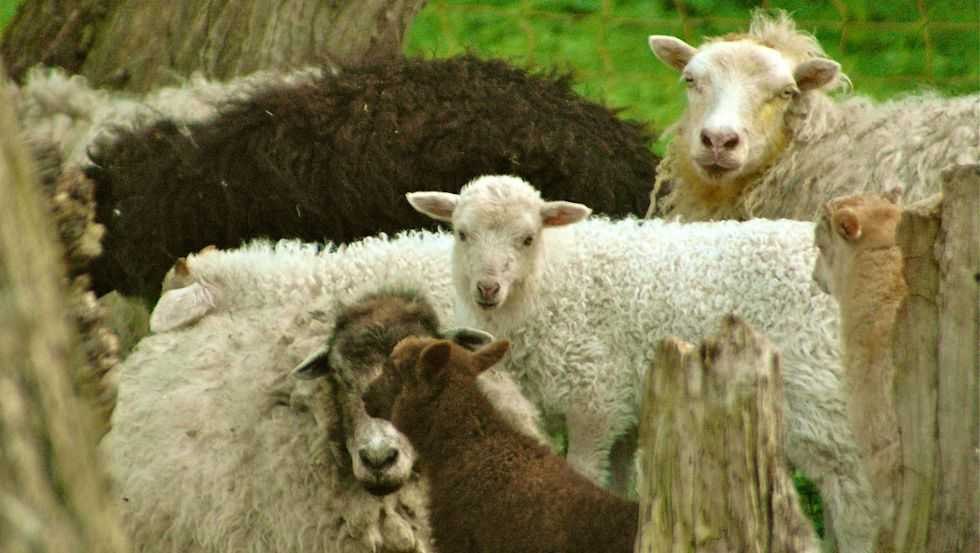 Schapen, &copy; Maibritt Olsen