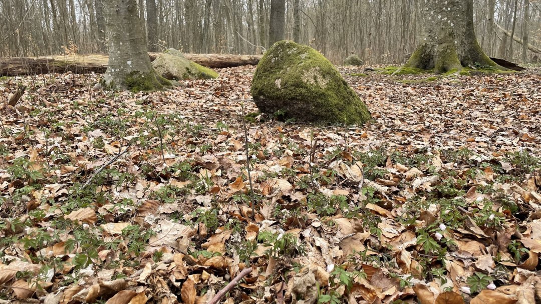 Kamienie Apostoła 2, © TZ Südliche Boddenküste