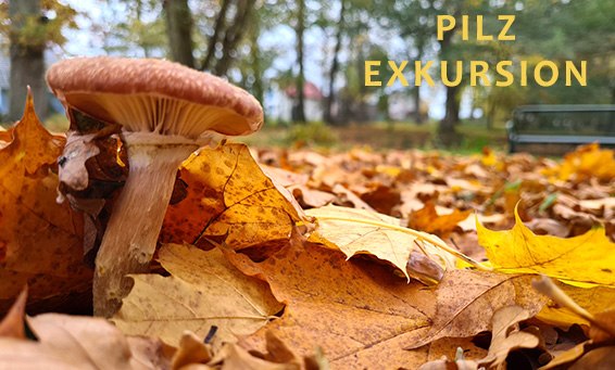 Mushroom excursion // © Informationsamt Breege-Juliusruh Mushroom excursion // © Informationsamt Breege-Juliusruh