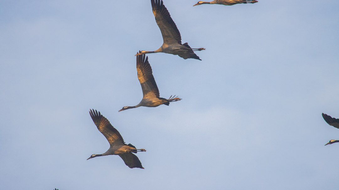 IMG_5637, &copy; Wei&szlig;e Flotte GmbH