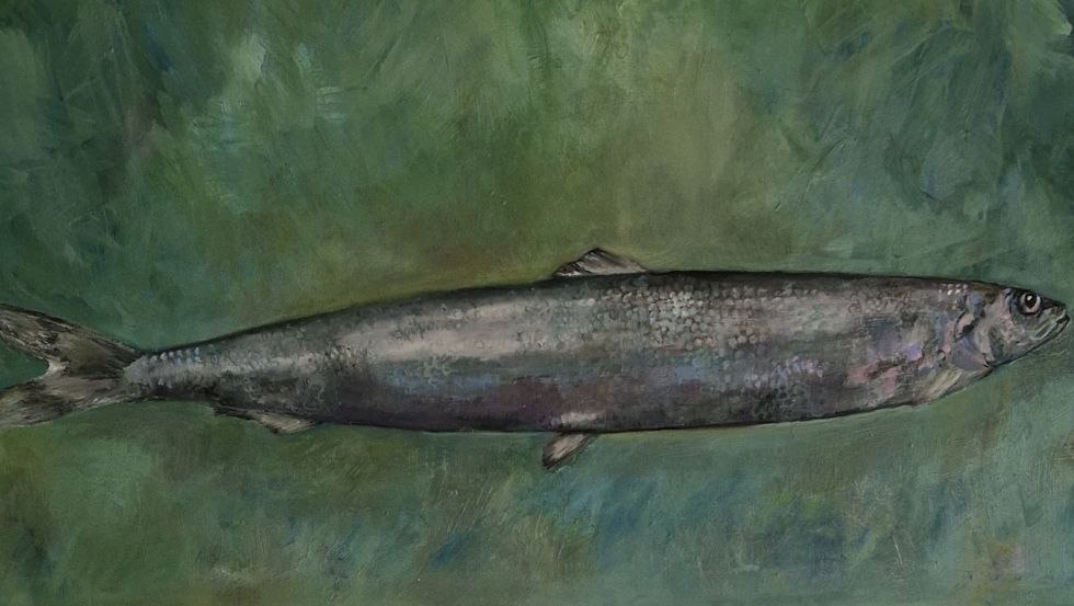 Herring, © Caroline von Heydebreck