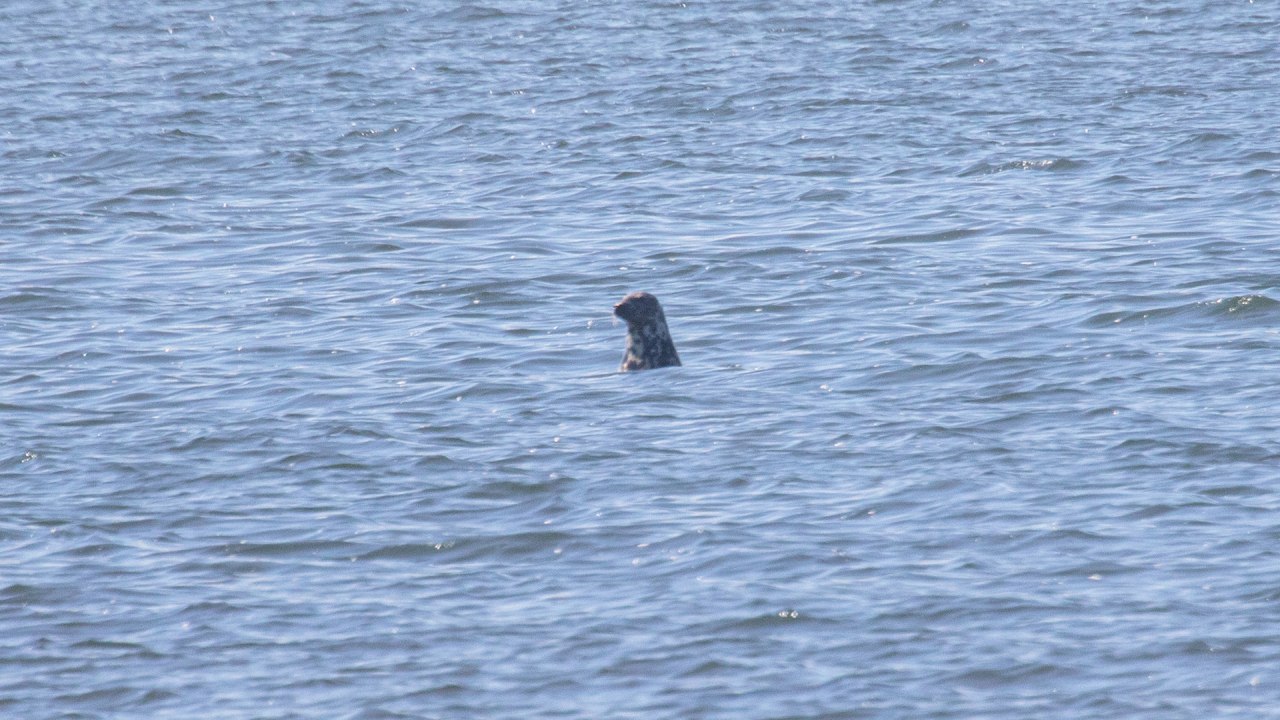Seal cruises from the port of Baabe (Bollwerk) // &copy; Wei&szlig;e Flotte GmbH