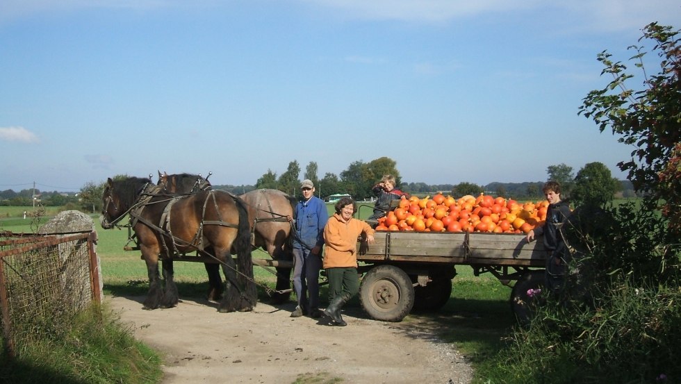 We wrześniu na farmie dziadka zbierane są dynie Hokkaido., © Opas Bauernhof We wrześniu na farmie dziadka zbierane są dynie Hokkaido., © Opas Bauernhof