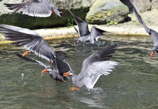 © Zoo Rostock/Kloock