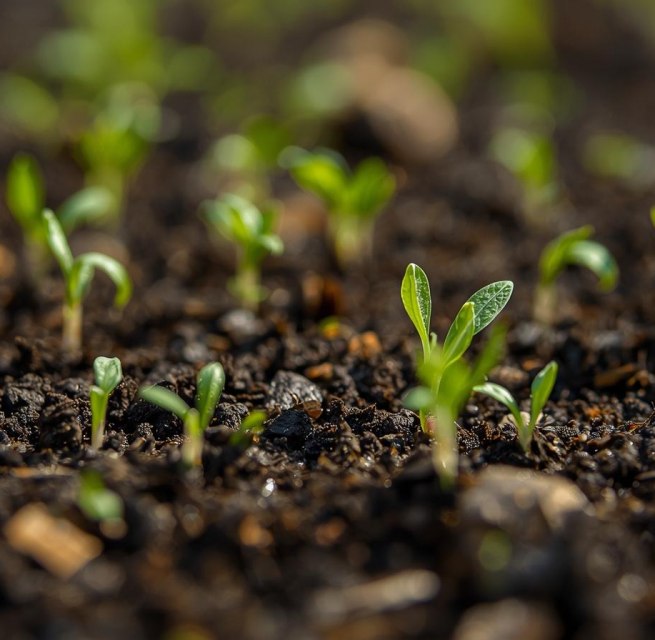 small sprouts grow from dark brown topsoil // &copy; Unterst&uuml;tzung durch KI