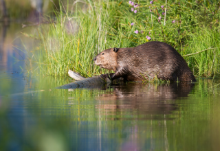 Mit ein wenig Glück werden wir Biber und andere Bewohner der Flusslanden entdecken. // © Corina Posselt Mit ein wenig Glück werden wir Biber und andere Bewohner der Flusslanden entdecken. // © Corina Posselt