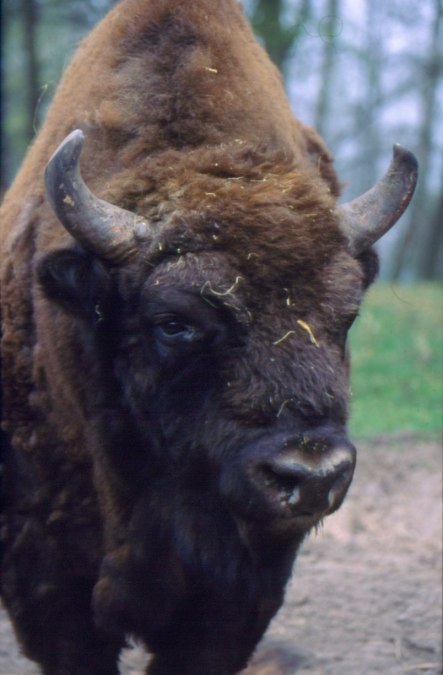 Portraet bison, © Wisentreservat Damerower Werder