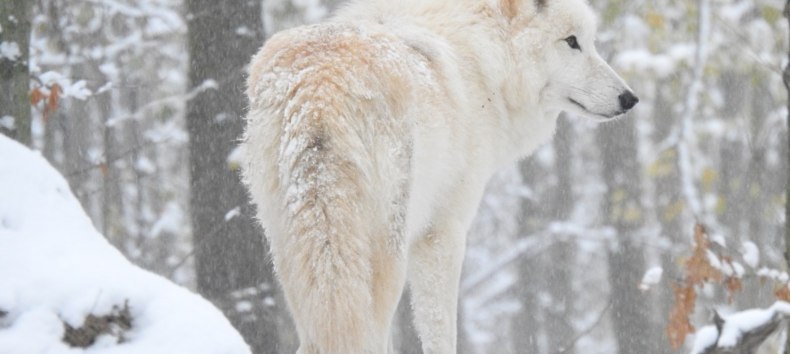 &copy; Hansestadt Stralsund