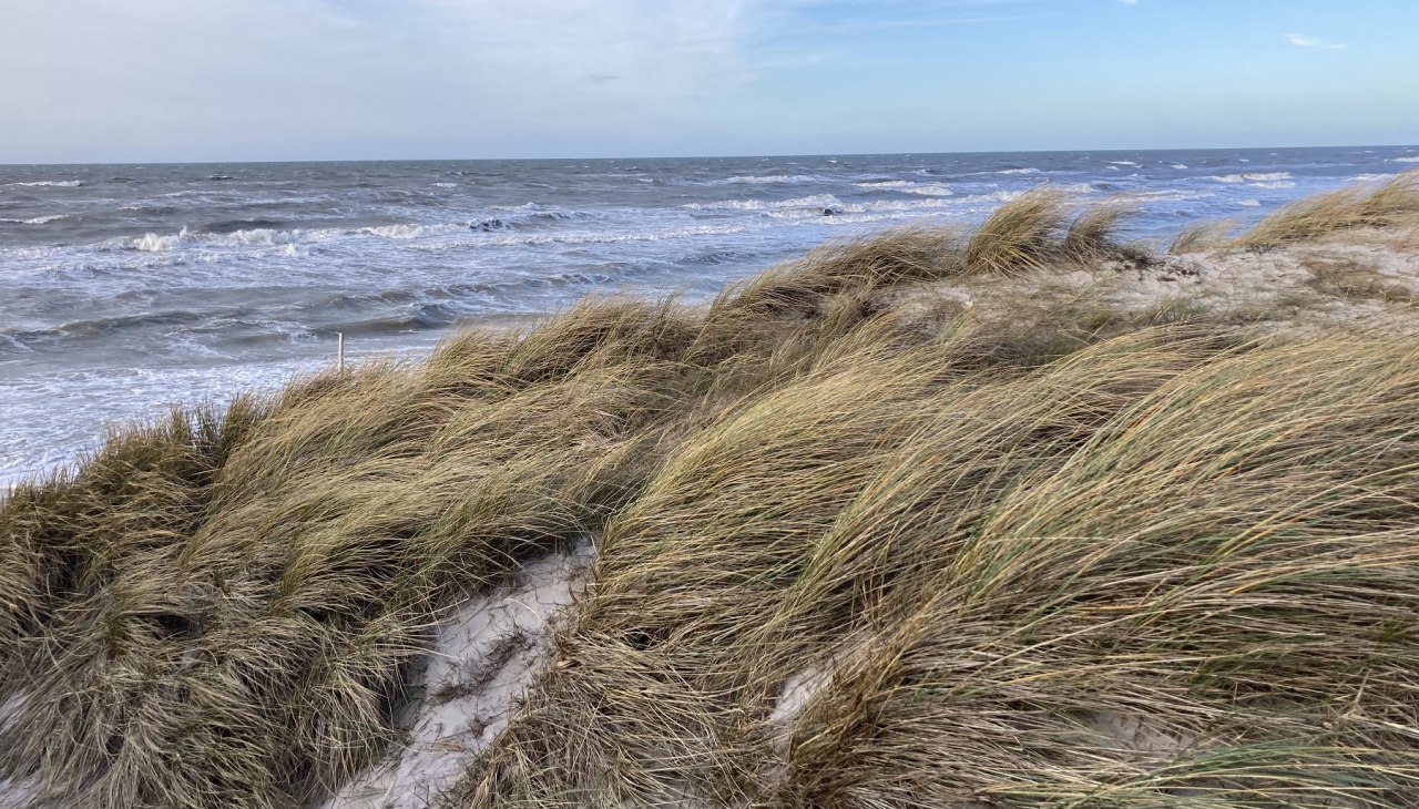 D&uuml;ne_Ostsee_Strand_KB&auml;rwald_1800, &copy; Nationalparkamt Vorpommern