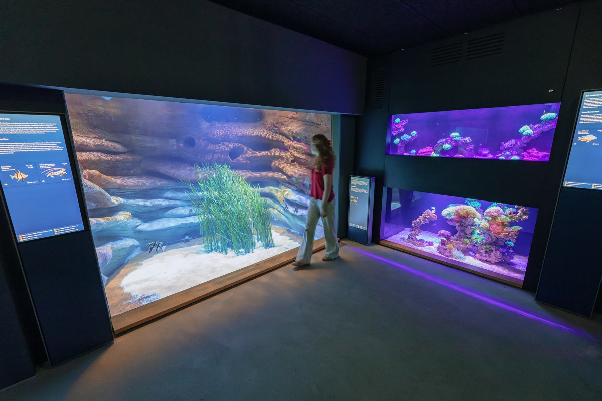 The modernized aquarium tour in the MEERESMUSEUM shows, among other things, the Great Barrier Reef and Tasman Sea habitats. // © Anke Neumeister/Deutsches Meeresmuseum The modernized aquarium tour in the MEERESMUSEUM shows, among other things, the Great Barrier Reef and Tasman Sea habitats. // © Anke Neumeister/Deutsches Meeresmuseum