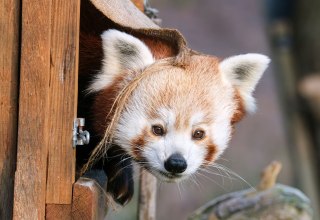 © Zoo Schwerin © Zoo Schwerin