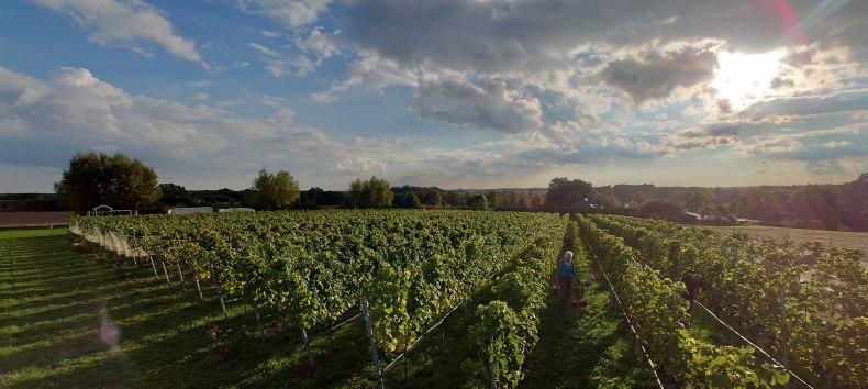Vineyard with manual harvest // © Juliane Dähn Vineyard with manual harvest // © Juliane Dähn