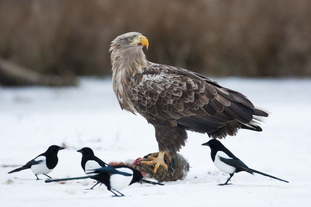 © Mario Müller
