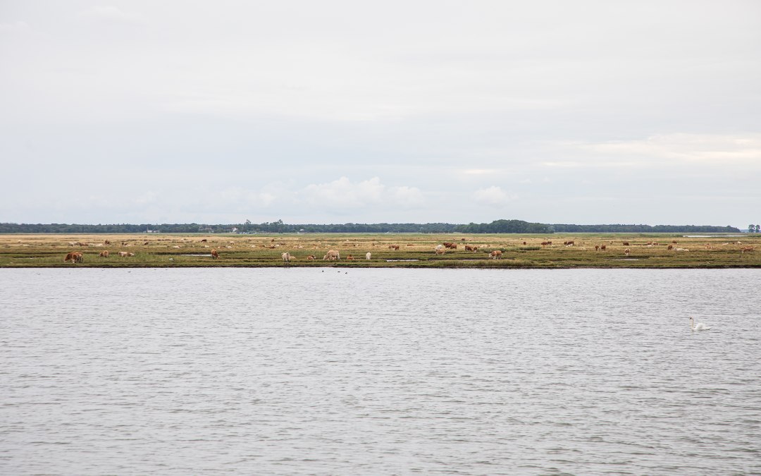 Reederei-Zingst-Oswald-avondtochten-005, © Weiße Flotte GmbH